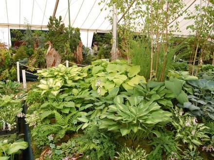 Hostas