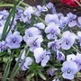 Viola 'Joker' (Viola)