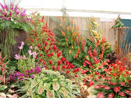 Tropical Plants