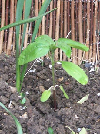 Brookes baby sunflowers