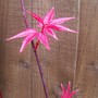 Acer palmatum 'Taylor' (Acer palmatum (Japanese maple))