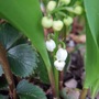 Convallaria_majalis