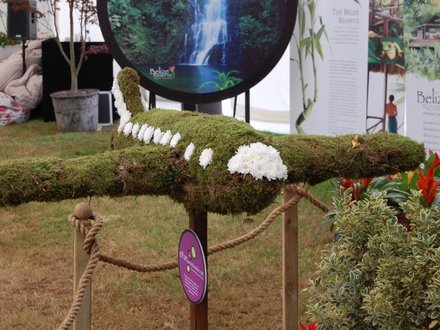 Moss Plane