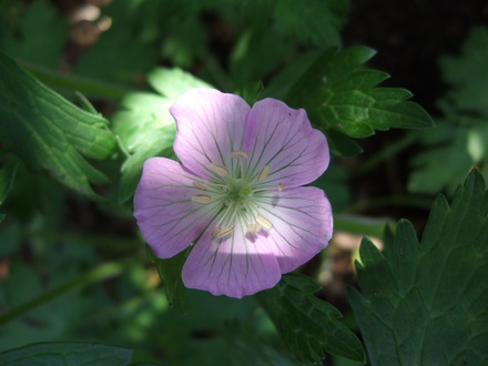 Geranium maculatum 'Beth Chatto' (Geranium maculatum 'Beth Chatto')