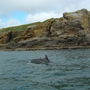 dolphin