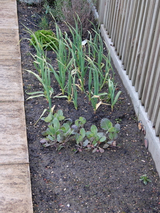 Veg patch in spring