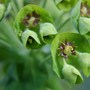 Plant Portraits - In My Garden