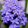 Plant Portraits - In My Garden