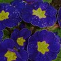 Plant Portraits - In My Garden
