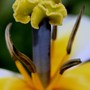Plant Portraits - In My Garden
