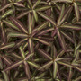 Foliage variatons4