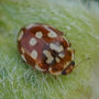 Harlaquin Ladybird ????