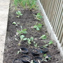 Spring cabbage spaced out.