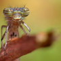 first damsel of the year