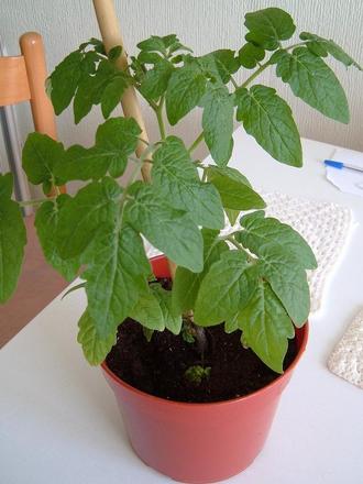 Minibel Tomato Plant