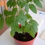 Rebeccas_tomato_plant