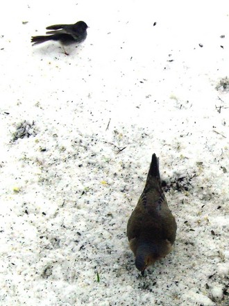 Mourning Dove