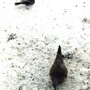 Mourning_dove