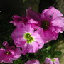 Double pink Aubrieta (Aubrieta)