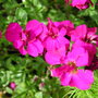 Bright pink Aubrieta (Aubrieta)