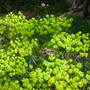 Euphorbia_1