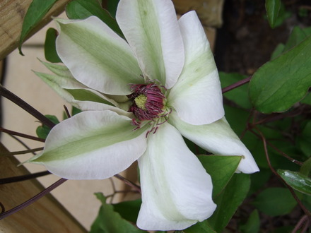 Clematis 'Miss Bateman' (Clematis 'Miss Bateman')
