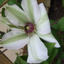 Clematis__miss_bateman_