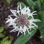 Centaurea_montana__alba_