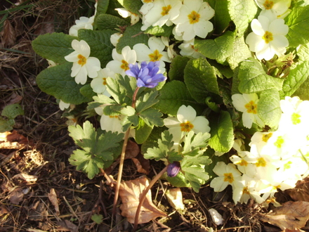 Anemone Blanda & Primula 23.04.08 (Anemone blanda)