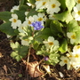 Anemoneblanda_primulavistabilepathborder23
