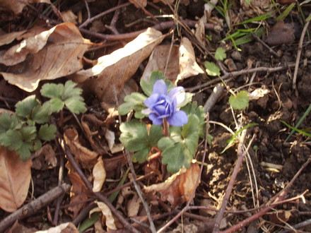 Anemone De Caen 04.08 (Anemone coronaria)