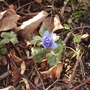 Anemone De Caen 04.08 (Anemone coronaria)