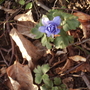 Blue Anemone De Caen 04.08 (Anemone coronaria)