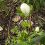 Anemone De Caen in Bud 04.08 (Anemone coronaria)