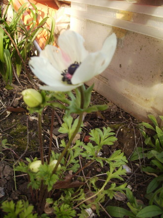 Anemone De Caen open 04.08 (Anemone coronaria)