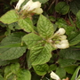 White Comfrey ..... Garden Thug 04.08