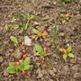 Double Primulas 04.08 (Primula belarina 'Nectarine')