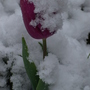 Tulip in the snow.