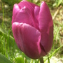 Tulip