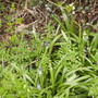 Spanish Bluebells in Bud 04.08 (Hyacinthoides hispanica)