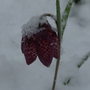 flowers in snow