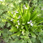 Tasty Bluebells ? 04.08 (Hyacinthoides hispanica)
