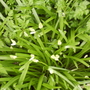 White Buds on Spanish Bluebells 04.08 (Hyacinthoides hispanica)