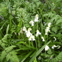 White Spanish Bluebells 04.08 (Hyacinthoides hispanica)