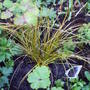 carex_coppertop.jpg