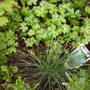 Festuca_glauca_blaufuchs.jpg