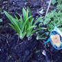 Hemerocallis_Mauna_loa.jpg