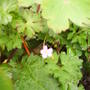 wild_geranium.jpg
