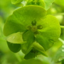 A garden flower photo