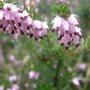 heather
